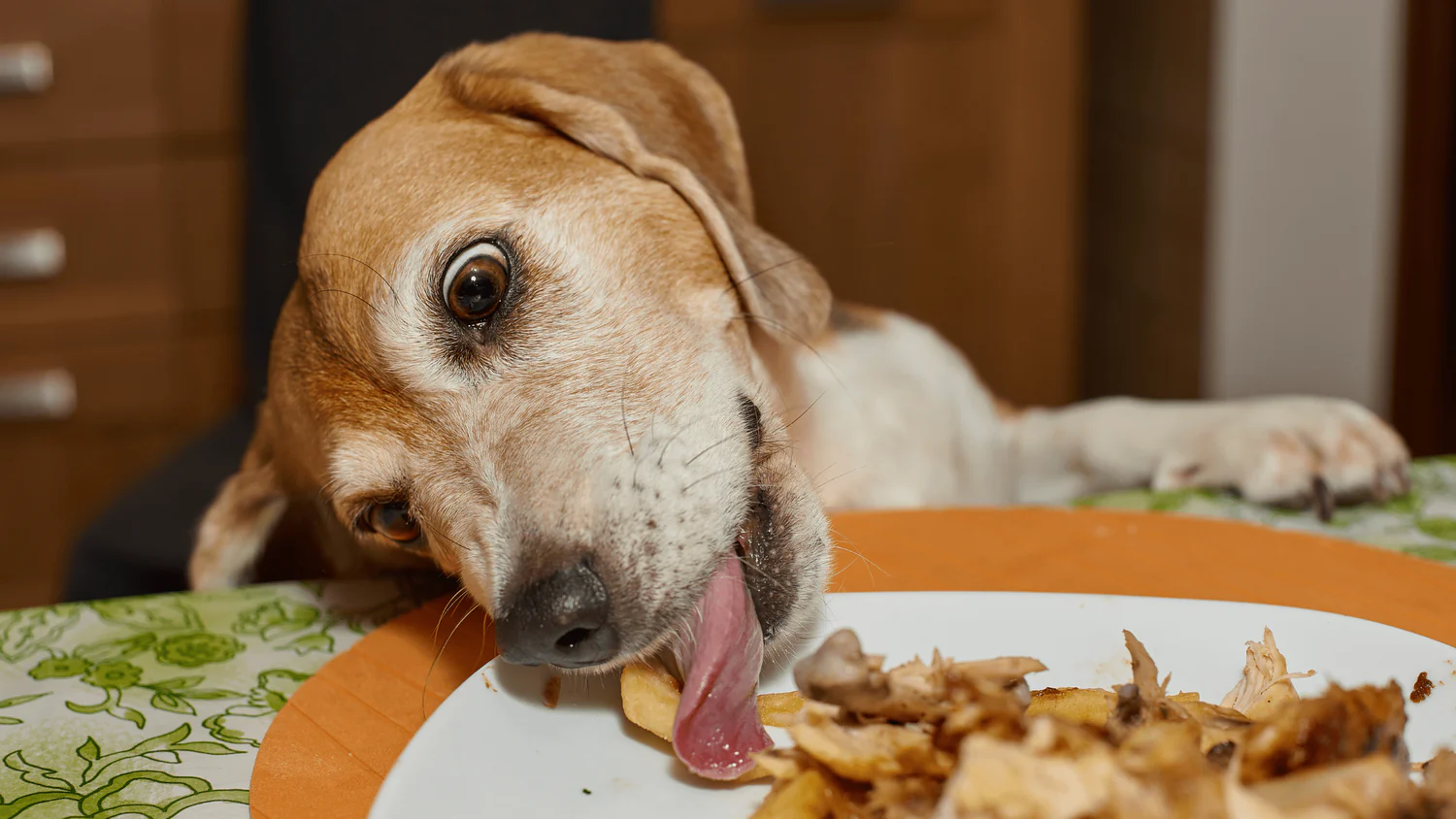 狗和猫应该避免哪些食物？